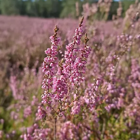 Tiny Frida Vakantiehuis *