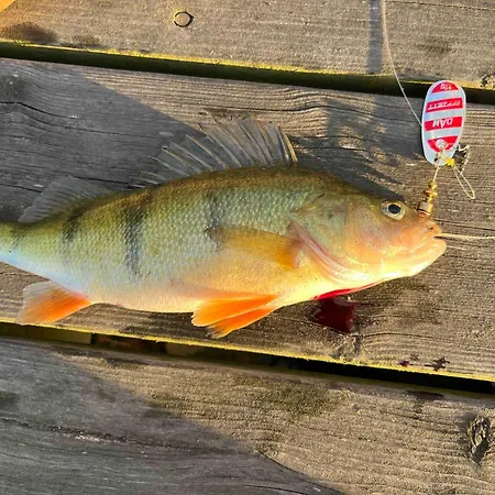 Tiny Frida Vakantiehuis *