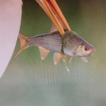 Vakantiehuis Tiny Frida